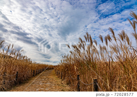 ススキ ススキ 72028577