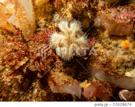 Sea anemone, Protanthea simplex is found in deep water off the coasts of north west Europe. The soft coral dead mans fingers is also visible in the background. Picture from the Weather Islands, Sweden 72028674