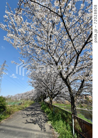 桜並木(岩倉市 五条川) 72028808