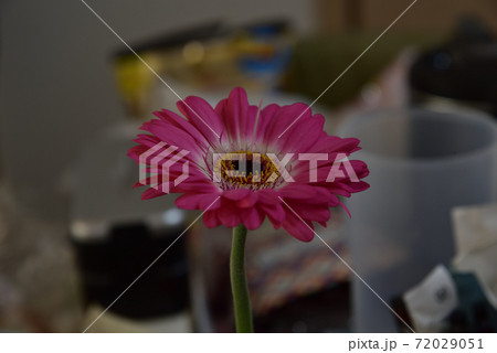 ピンク色の綺麗なガーベラの一輪挿しの花の写真素材