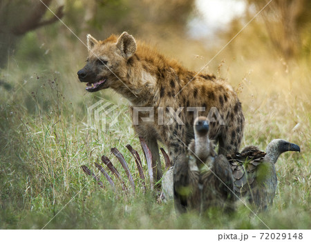Hyena South Africa 72029148