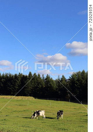 北海道　上川地方　放牧される牛 72029354