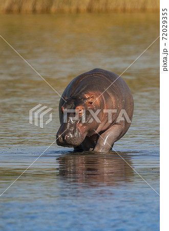 HIPPOPOTAMUS AMPHIBIUS, South Africa 72029355