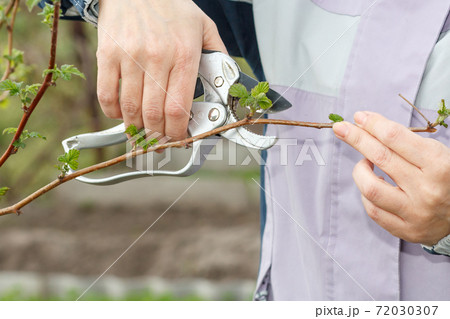 Female farmer with pruner shears the tips of raspberry bush 72030307