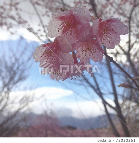 桜の花 72030361