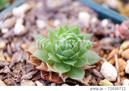 多肉植物 センペルビウムの写真素材