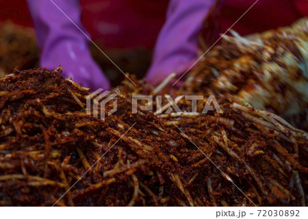 キムチ 野菜 韓国料理 72030892