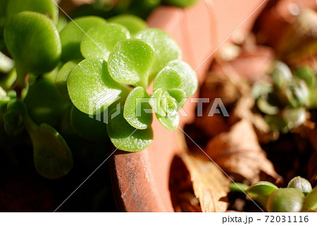 多肉植物 太陽に向かって伸びるセダムの写真素材