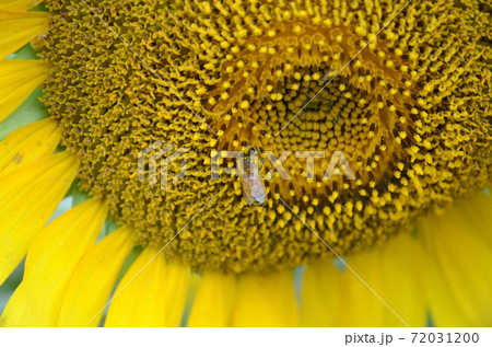 ヒマワリとミツバチ 72031200