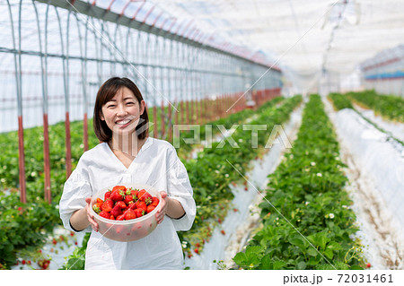 いちごの収穫 苺農家イメージ いちごの収穫 苺農家イメージ 72031461