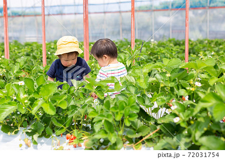 苺狩り 幼児 いちご狩り 苺狩り 幼児 いちご狩り 72031754