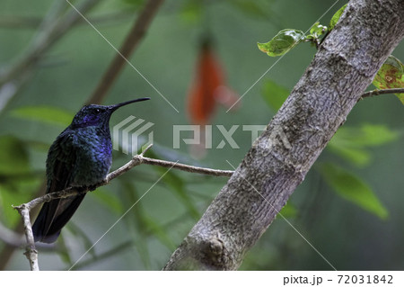 Perched Lesser Violetear, Colibri thalassinus Perched Lesser Violetear, Colibri thalassinus 72031842