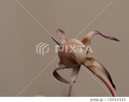 アサガオの種 アサガオの種 72032433