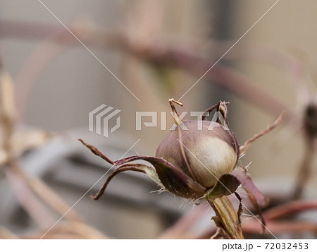 アサガオの種 72032453