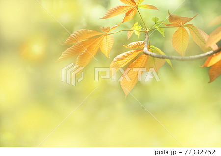 秋の木の葉 72032752