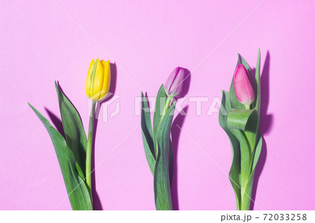 Three Colorful tulips on a lilac background Three Colorful tulips on a lilac background 72033258