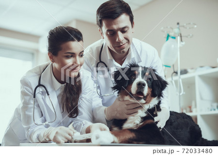 Woman and man veterinarian examining a sick dog. Woman and man veterinarian examining a sick dog. 72033480