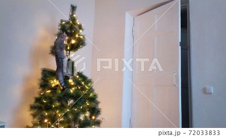 A cute playful cat climbed into the Christmas tree. 72033833