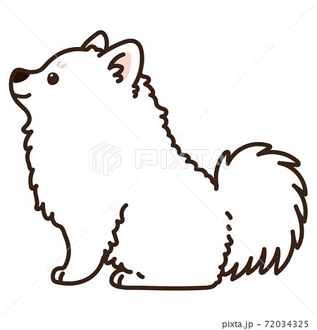 横向きでお座りするシンプルで可愛い白いスピッツのイラスト 主線ありのイラスト素材