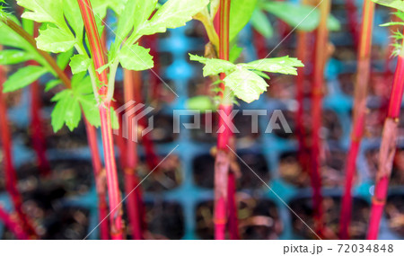 Red trunk of marigold seedling in plastic seedling tray Red trunk of marigold seedling in plastic seedling tray 72034848