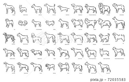 Cute dog breeds pedigree vector illustration set Cute dog breeds pedigree vector illustration set 72035583