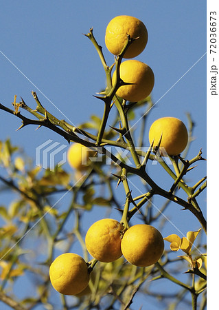 自然 植物 カラタチの黄色い実と青空 北原白秋の カラタチの花 のまろい金の玉の写真素材