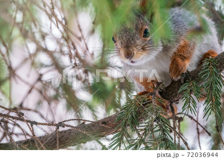 The squirrel with nut sits on a fir branches in the winter or late autumn 72036944