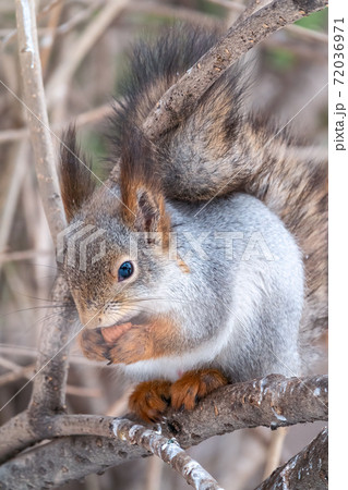 The squirrel with nut sits on tree in the winter or late autumn 72036971