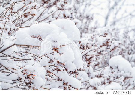 Tree branches in winter covered with snow and frost in snowfall. Frozen tree branches. 72037039