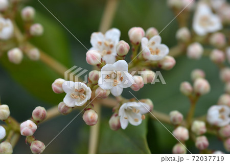 Laurustinus Laurustinus 72037719