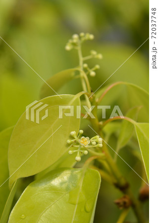 Camphor tree 72037748