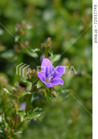 Dalmatian bellflower Dalmatian bellflower 72037749