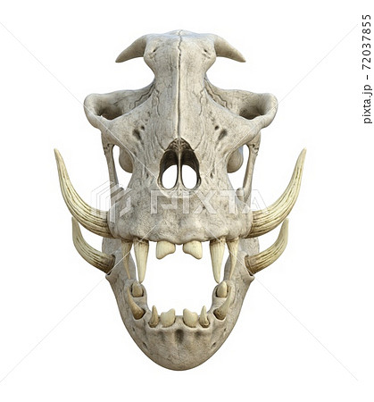 Monster skull isolated on white background 3d illustration Monster skull isolated on white background 3d illustration 72037855