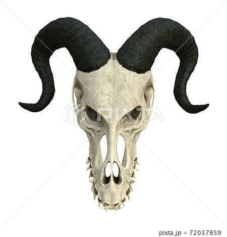 Monster skull isolated on white background 3d illustration Monster skull isolated on white background 3d illustration 72037859