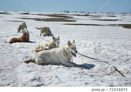 Dog sledge having a stop Dog sledge having a stop 72038855