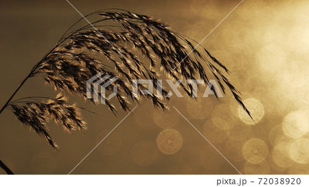 冬の川面の玉ボケと葦のシルエット 72038920
