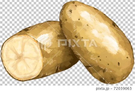 じゃがいもメークイン2個 イラストリアル じゃがいもメークイン2個 イラストリアル 72039063