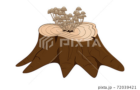 Tree stump with mushrooms. Stock vector illustration.  72039421