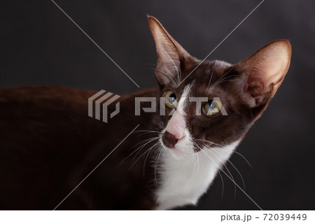 Close up portrait of oriental cat breed kitten of brown and white color  aginst black backgound. 72039449