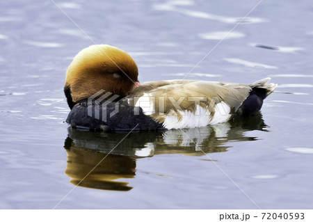 Red-crested pochard (Netta rufina) 72040593