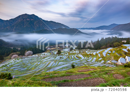 早朝の丸山千枚田 72040598
