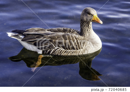 Swimming wild greylag goose (Anser anser) in the Park Swimming wild greylag goose (Anser anser) in the Park 72040685