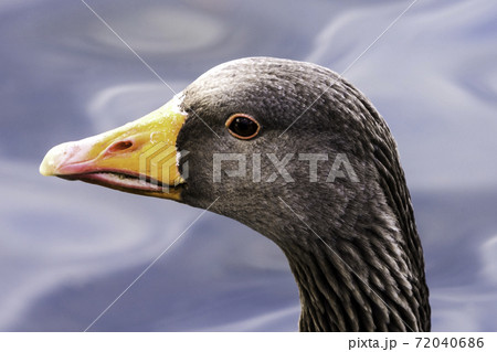 Wild greylag goose (Anser anser) Wild greylag goose (Anser anser) 72040686