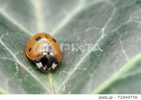 Coccinella septempunctata, known as C-7, seven-spot ladybird, ladybug, or lady beetle  72040756