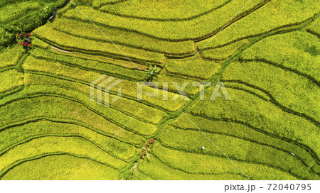Rice field in the Asia. Top view. Rice field in the Asia. Top view. 72040795