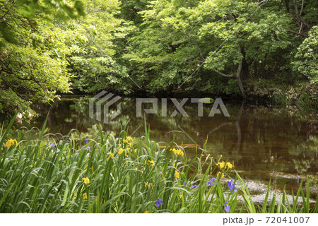 鏡のような平伏沼 鏡のような平伏沼 72041007