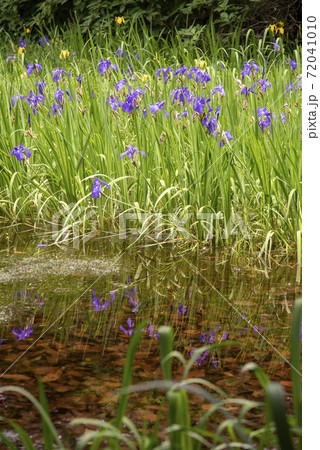 平伏沼の菖蒲 72041010