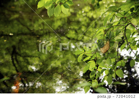 平伏沼のモリアオガエルの卵塊 平伏沼のモリアオガエルの卵塊 72041012
