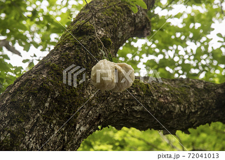 樹上のモリアオガエルの卵塊 樹上のモリアオガエルの卵塊 72041013