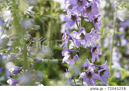 Blue violet delphinium with sunlights through the leaves  72041258